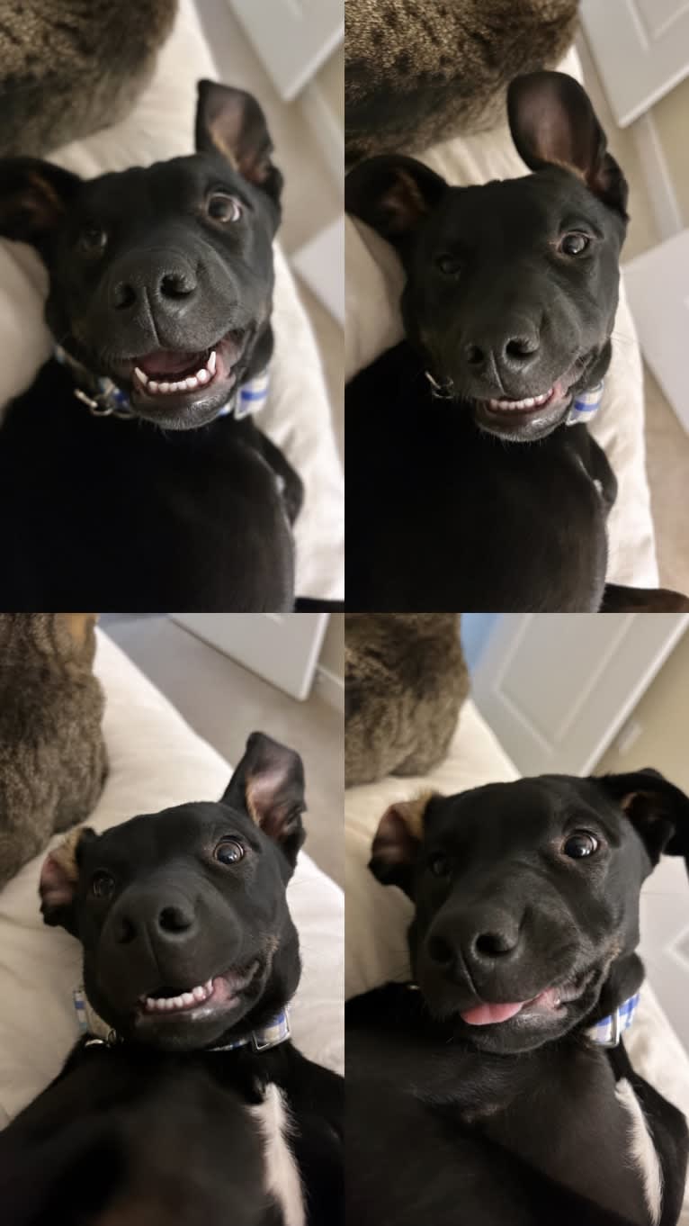 Bamf, an American Pit Bull Terrier and Dachshund mix tested with EmbarkVet.com