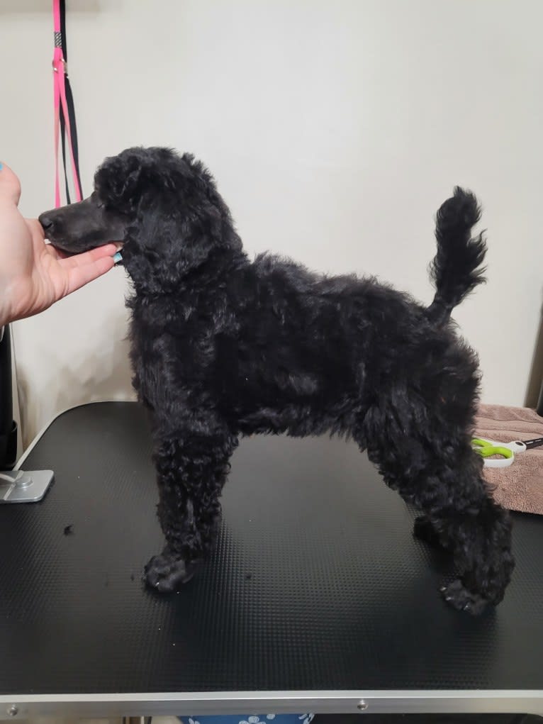 Desert Diamond's Black Pearl, a Poodle (Standard) tested with EmbarkVet.com
