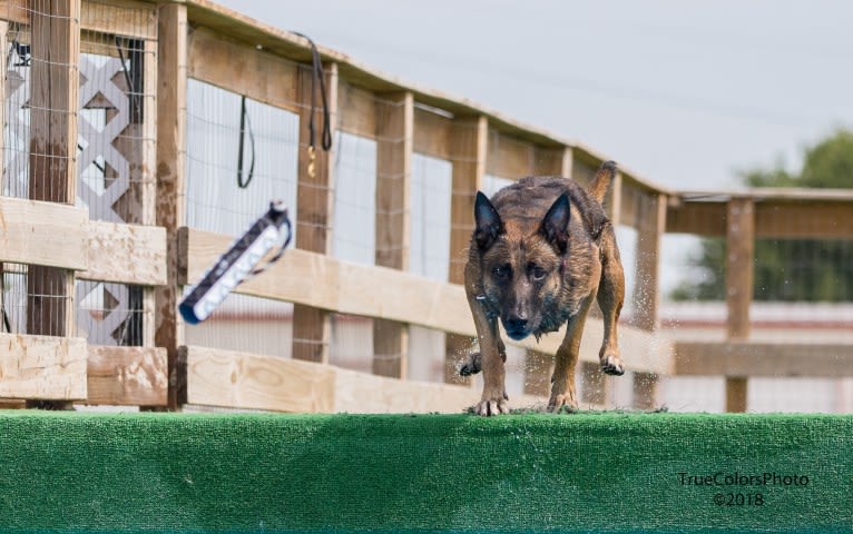 Magnum, a Belgian Shepherd tested with EmbarkVet.com