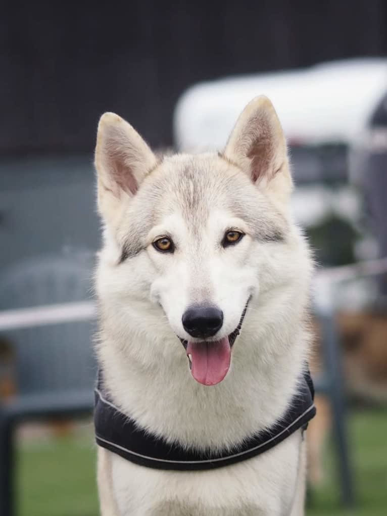 Rover a dog tested with EmbarkVet.com