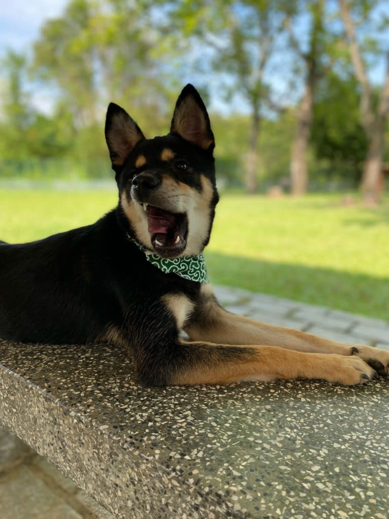 Charcoal, a Hong Kong Village Dog tested with EmbarkVet.com