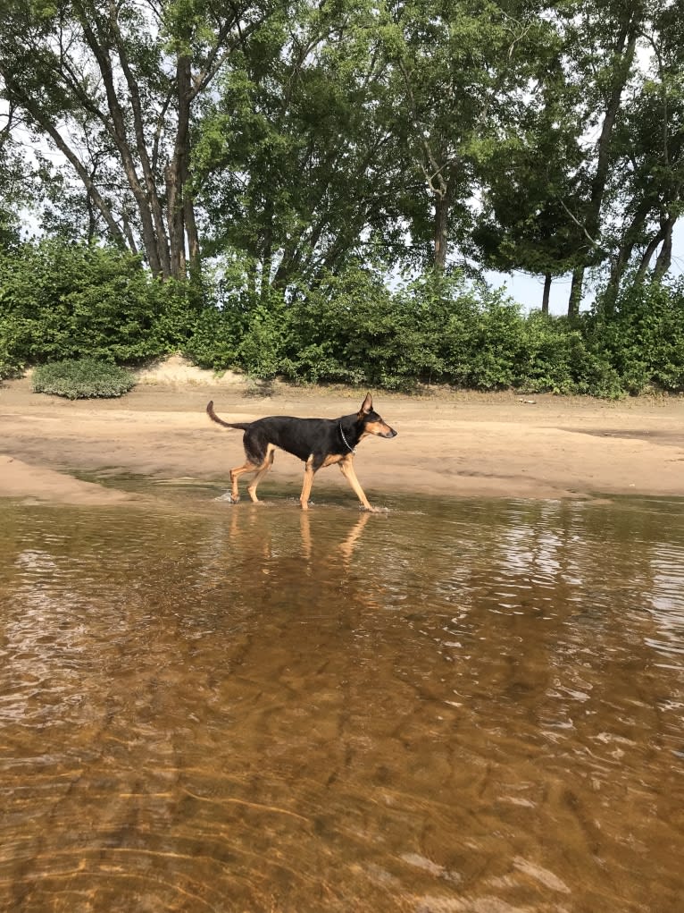 Sky, a Doberman Pinscher and German Shepherd Dog mix tested with EmbarkVet.com