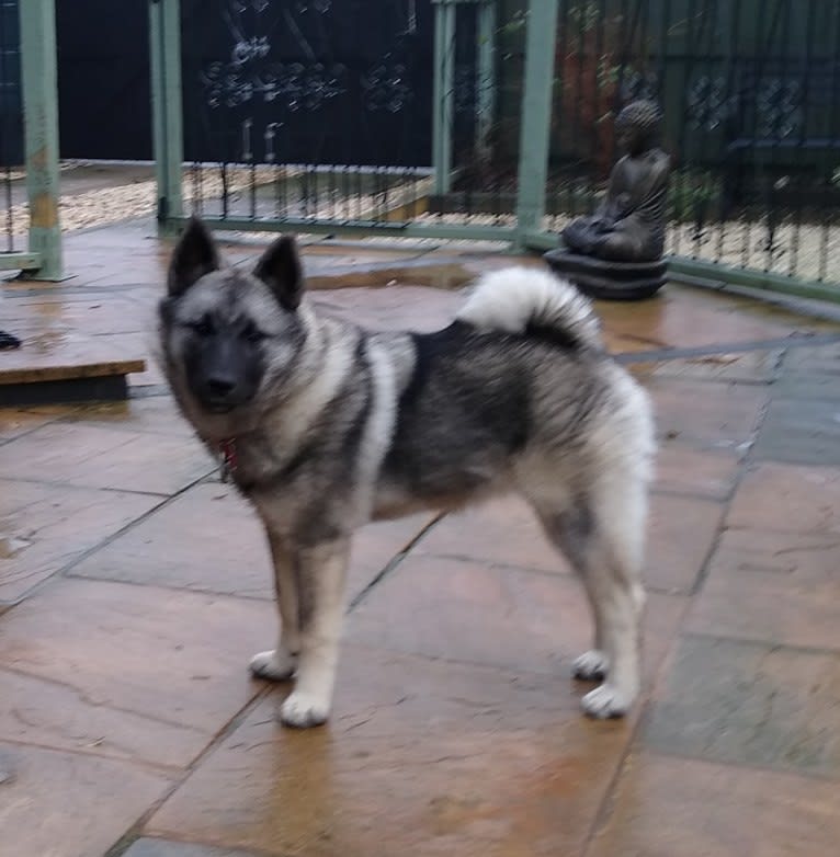 ALYS, a Norwegian Elkhound tested with EmbarkVet.com