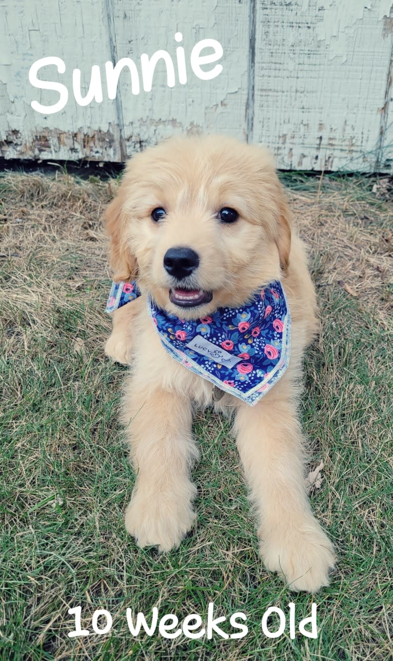 Sunnie, a Goldendoodle tested with EmbarkVet.com