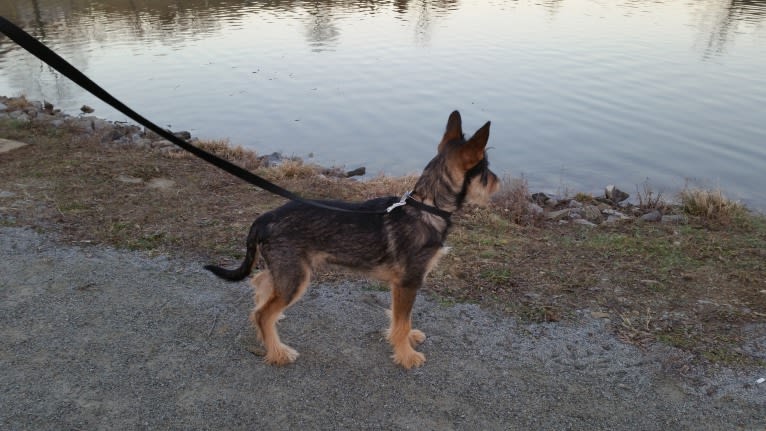 Cooper, a Miniature Schnauzer and German Shepherd Dog mix tested with EmbarkVet.com