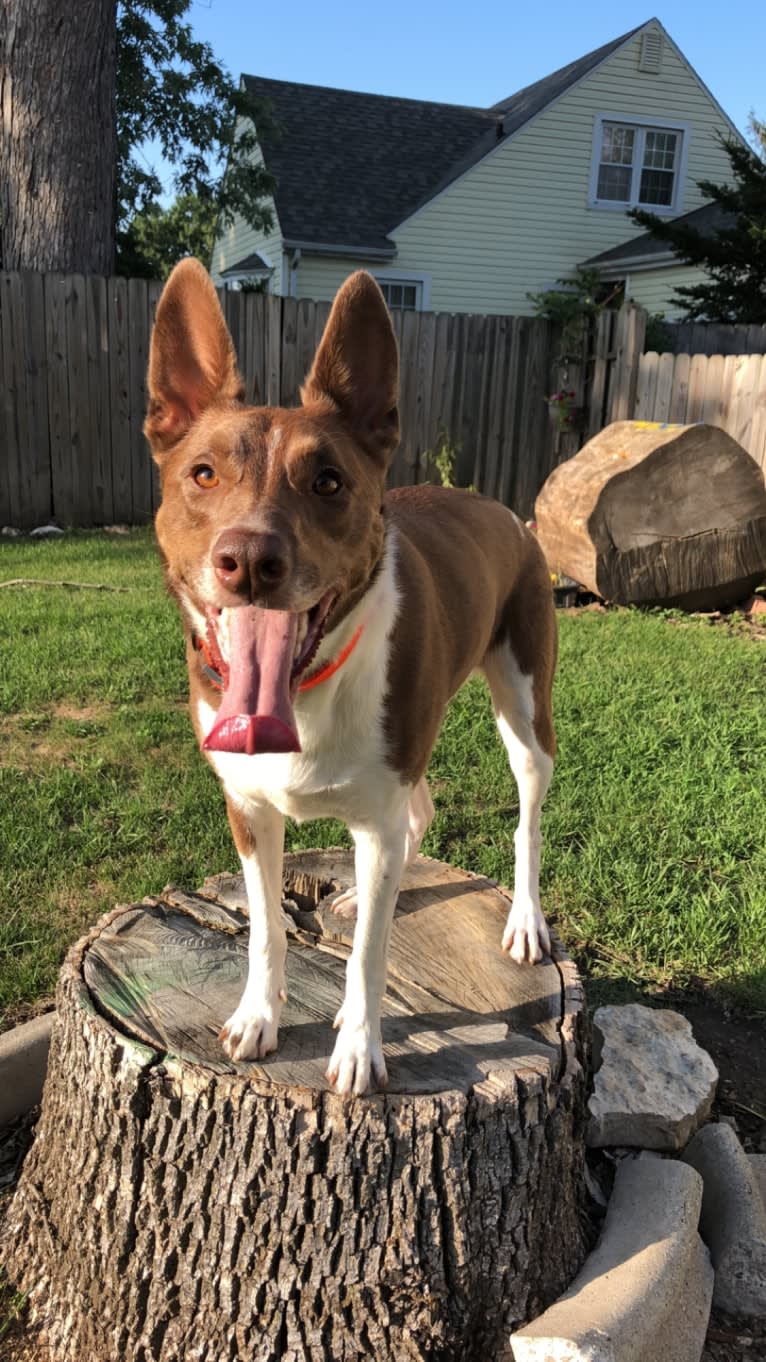 Gemini, a Border Collie and Australian Shepherd mix tested with EmbarkVet.com