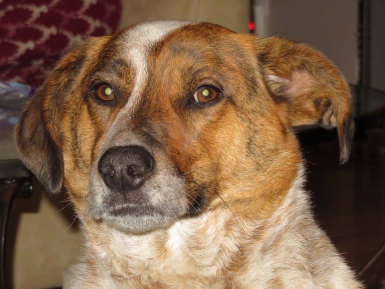 Ruger, an Australian Cattle Dog and Beagle mix tested with EmbarkVet.com