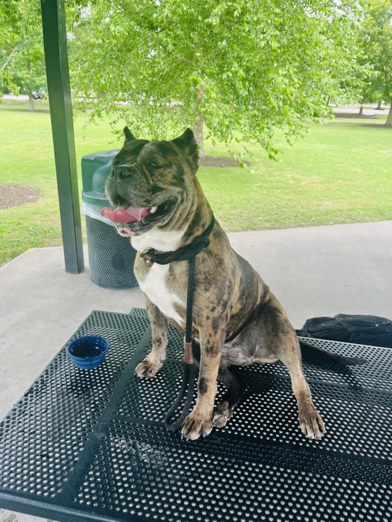 Oreo, a Bulldog and Boxer mix tested with EmbarkVet.com