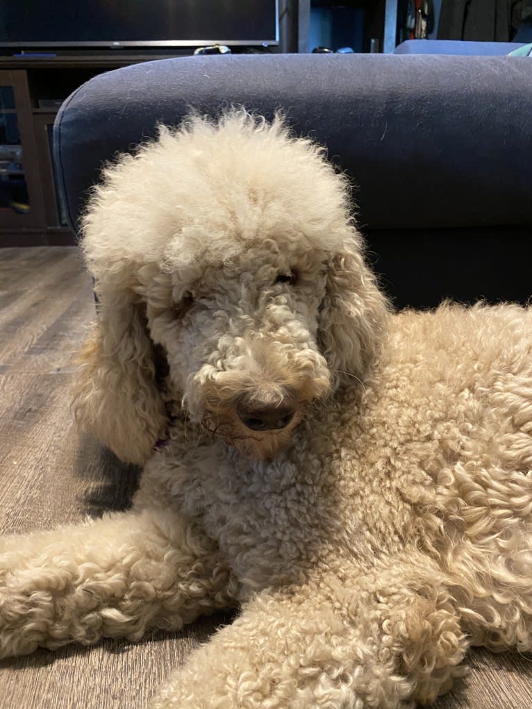 Maple, a Poodle (Standard) tested with EmbarkVet.com