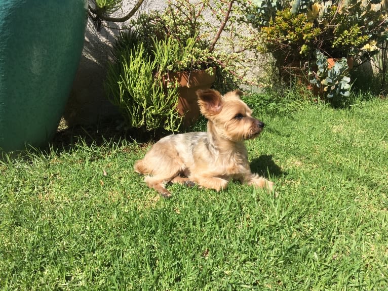 Shadow, a Yorkshire Terrier tested with EmbarkVet.com