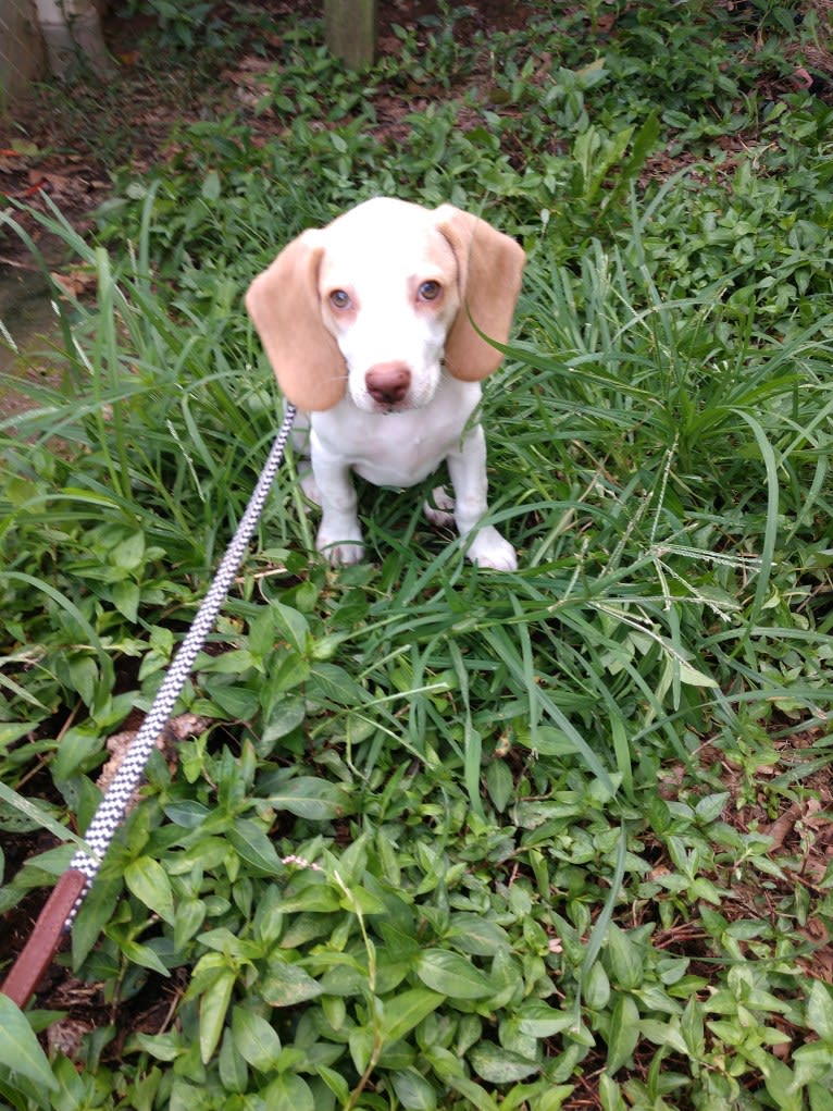 Lusa, a Beagle tested with EmbarkVet.com