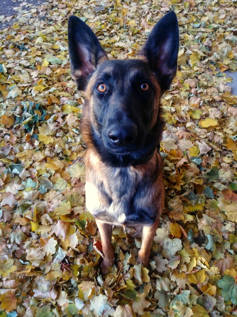 Knox, a German Shepherd Dog and Belgian Malinois mix tested with EmbarkVet.com
