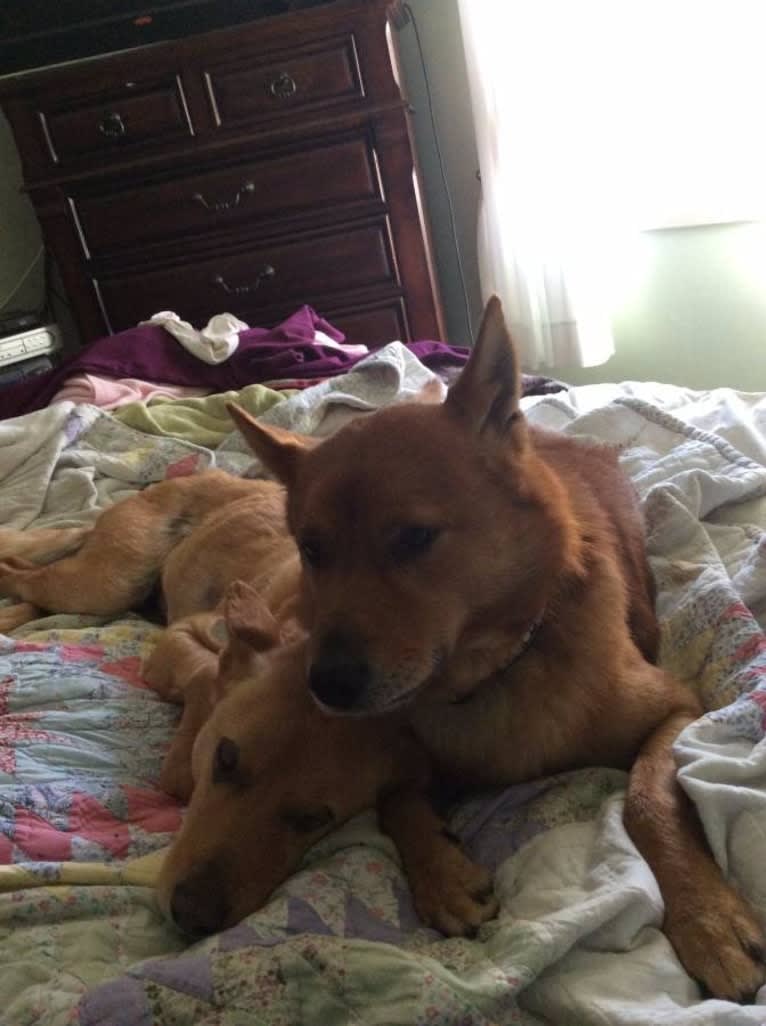 Red, a Chow Chow and German Shepherd Dog mix tested with EmbarkVet.com