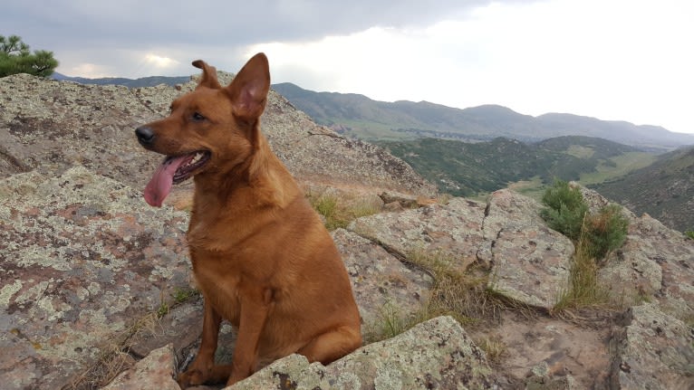 Brownie, an Australian Shepherd and Border Collie mix tested with EmbarkVet.com