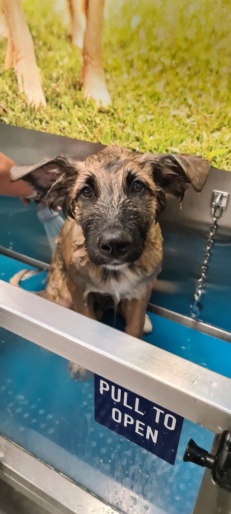 Tinos, a German Shepherd Dog and Alaskan Malamute mix tested with EmbarkVet.com