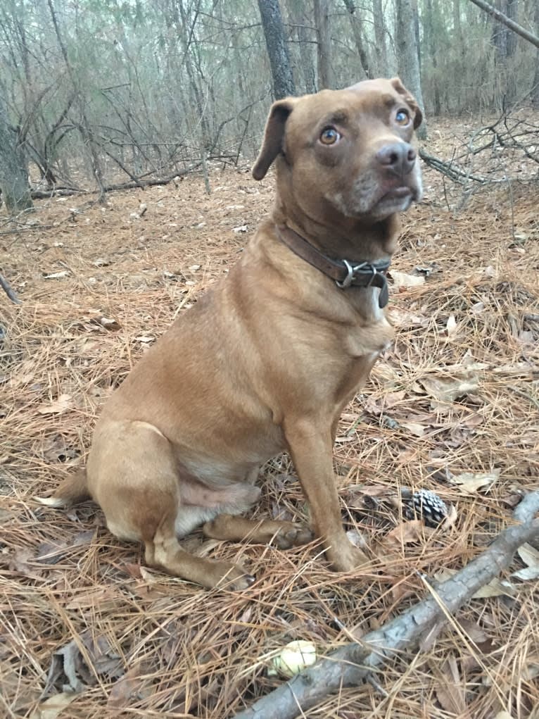 Charlie, a Rat Terrier and Pug mix tested with EmbarkVet.com