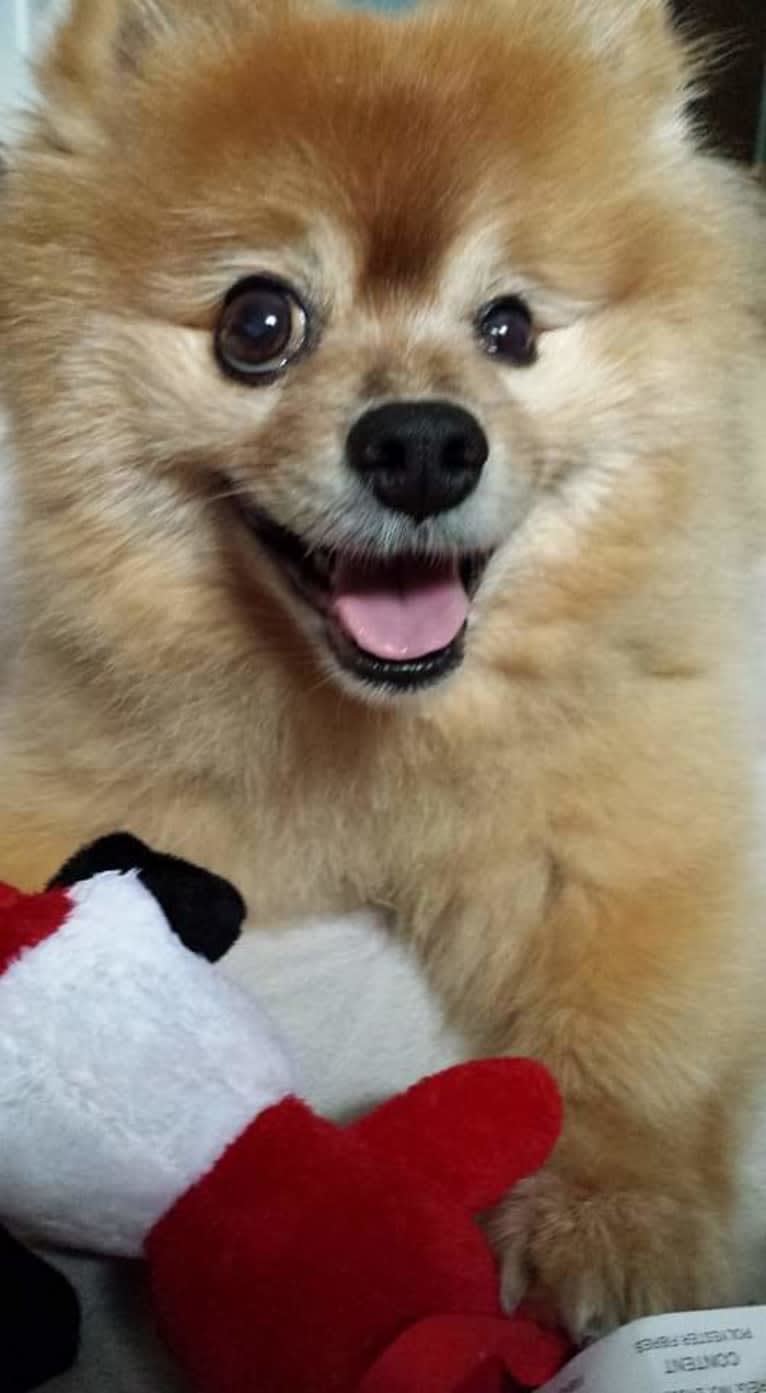 Zeke, a Pomeranian tested with EmbarkVet.com