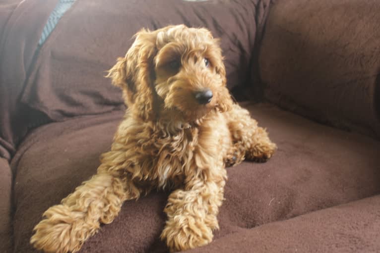 Doris, an English Cocker Spaniel (Working Type) and Poodle (Small) mix tested with EmbarkVet.com