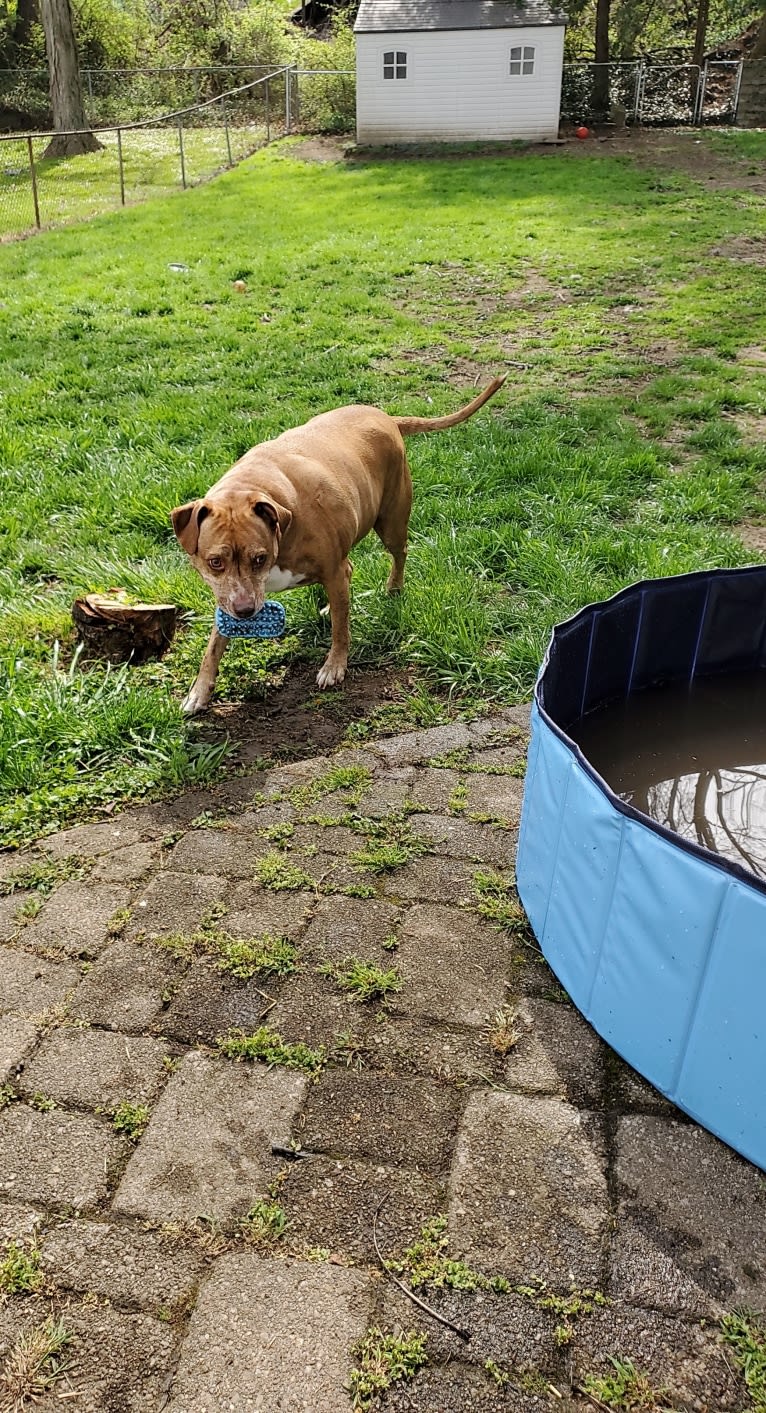 Buttercup, an American Pit Bull Terrier and Labrador Retriever mix tested with EmbarkVet.com