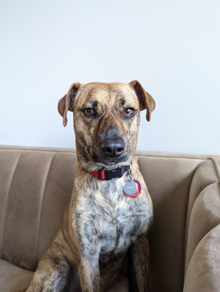 Josie, a Redbone Coonhound and American Pit Bull Terrier mix tested with EmbarkVet.com