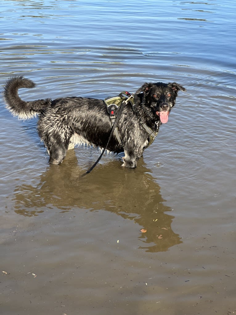 Murphy, an Australian Cattle Dog and Great Pyrenees mix tested with EmbarkVet.com