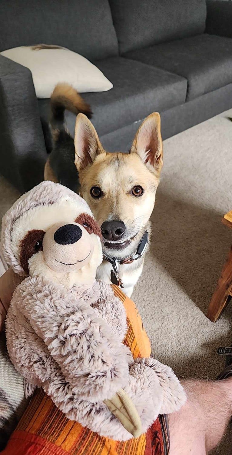 Max, a German Shepherd Dog and Alaskan Malamute mix tested with EmbarkVet.com