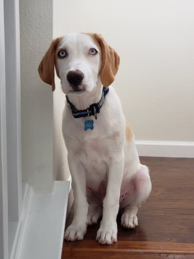 Arlo, an American Foxhound and German Shepherd Dog mix tested with EmbarkVet.com