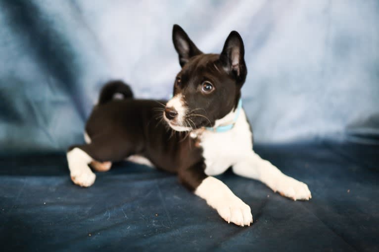 Mira, a Basenji tested with EmbarkVet.com