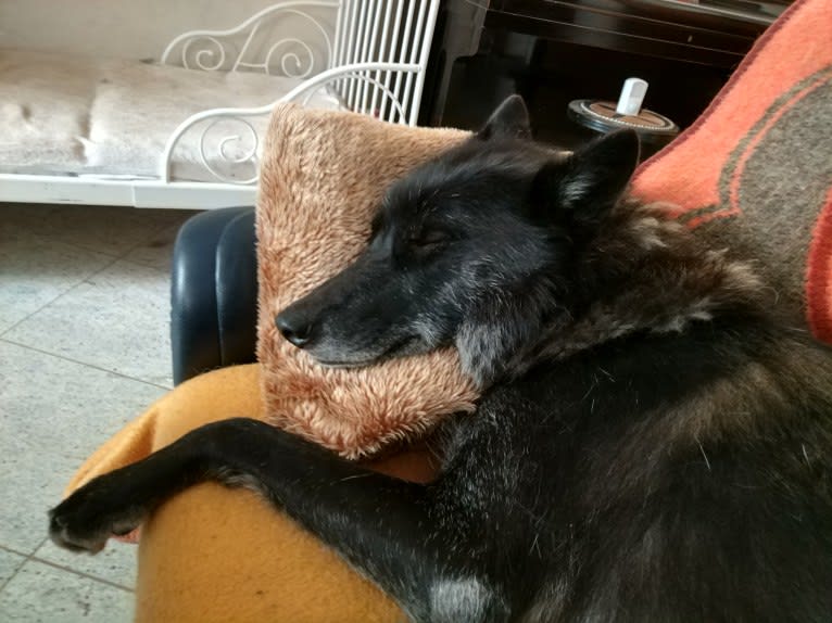 Aric Siouxtala a dog tested with EmbarkVet.com