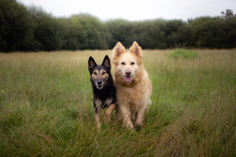 Armin, an Eastern European Village Dog tested with EmbarkVet.com