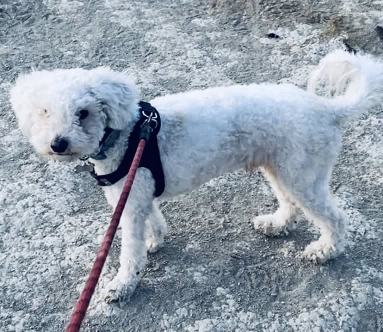 Pax, a Poodle (Small) and Cocker Spaniel mix tested with EmbarkVet.com