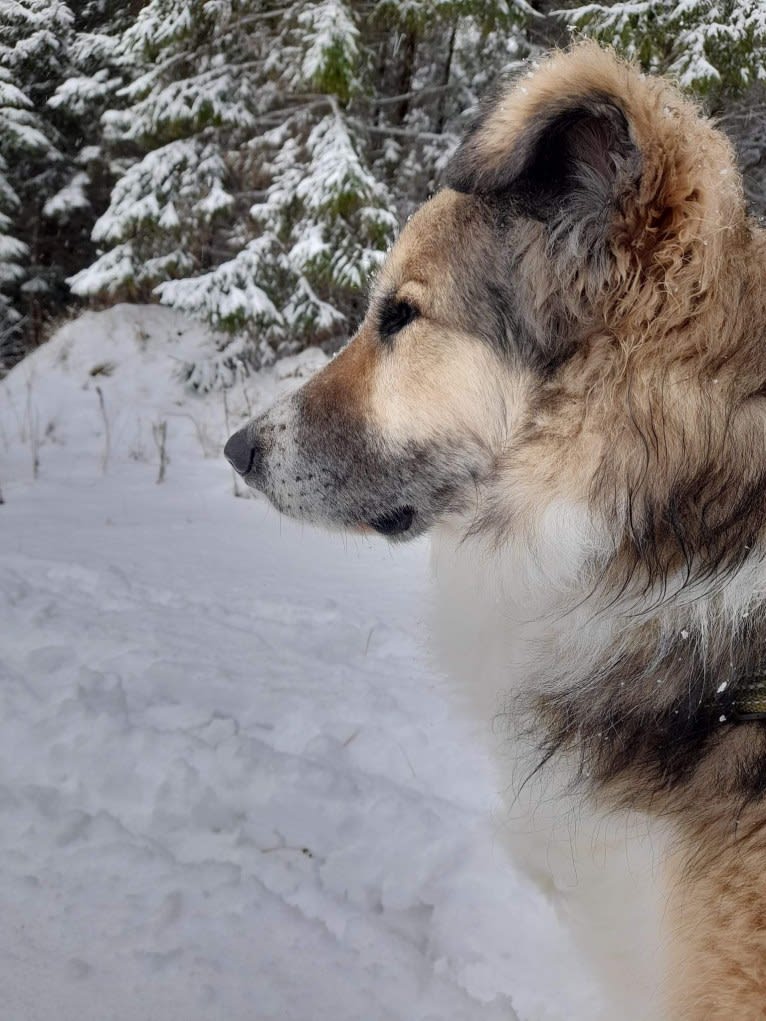 Mr Fluffy Russian Dog, a West Asian Village Dog tested with EmbarkVet.com