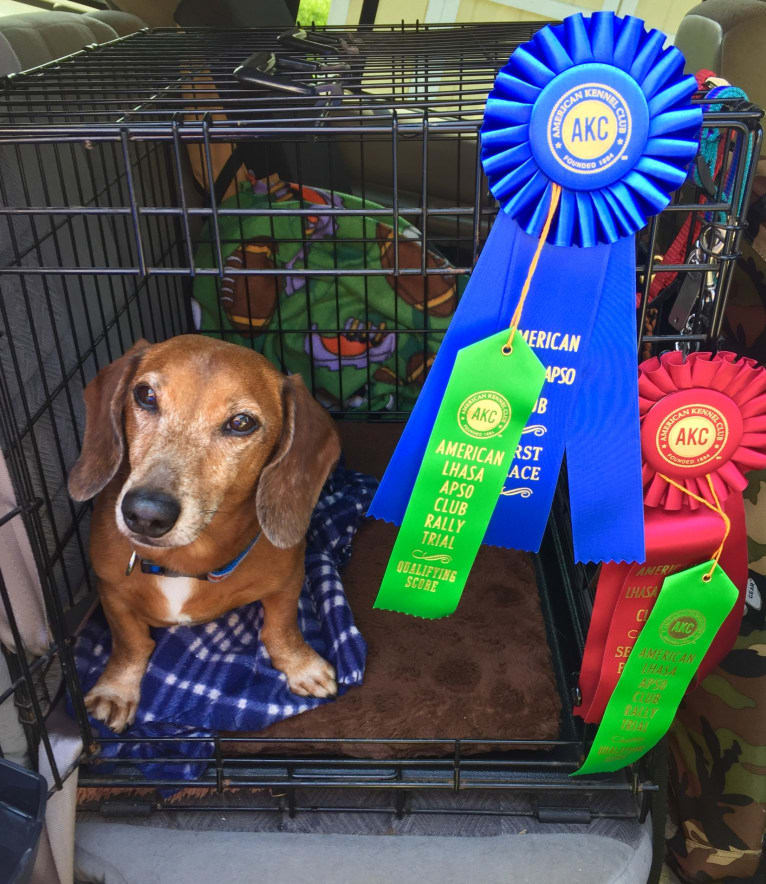 URO3 NI NE Jacob Levi RI SWA SHDNE CGCA TKP RATN RL1X RL2 RLV2X CW-ARA CW-DDA CW-Ob2A, a Dachshund tested with EmbarkVet.com