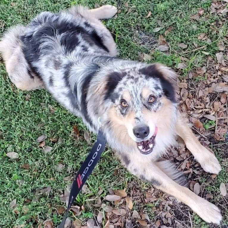 Dodge, an Australian Shepherd tested with EmbarkVet.com