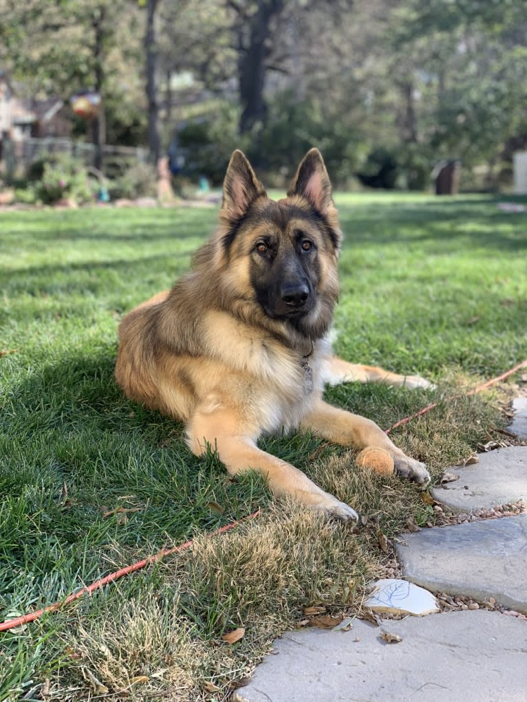 Rhett, a German Shepherd Dog tested with EmbarkVet.com