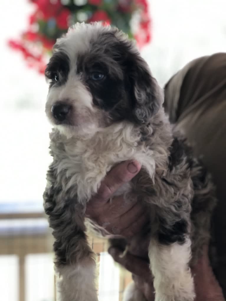 Photo of Obi1, an Aussiedoodle (6.3% unresolved) in Wauchula, Florida, USA