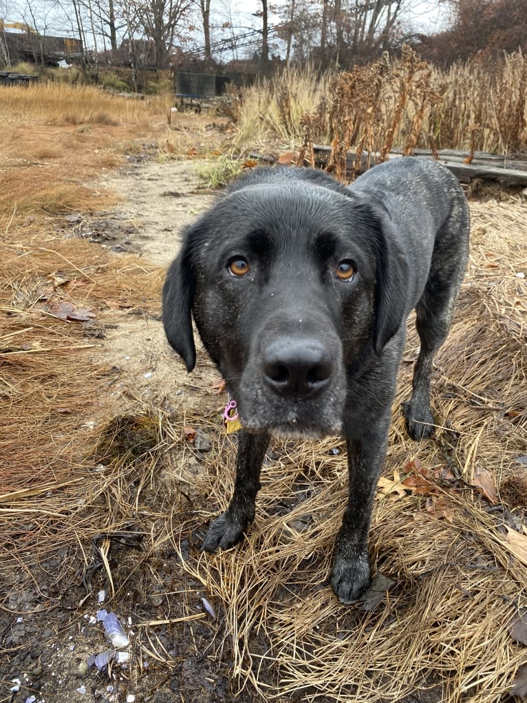 Ula, a Labrador Retriever and Saint Bernard mix tested with EmbarkVet.com