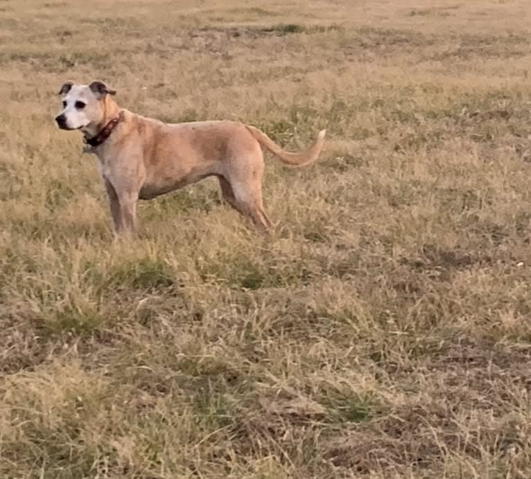 Roxie, a Boxer and Brittany mix tested with EmbarkVet.com