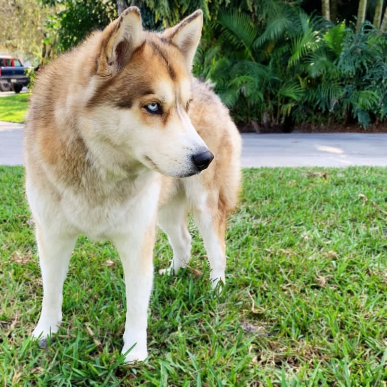 Yuma, a Siberian Husky tested with EmbarkVet.com