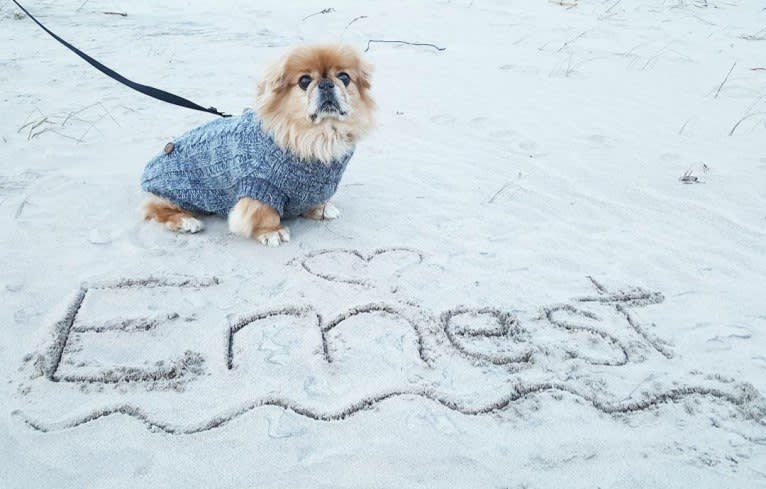 Ernest, a Pekingese tested with EmbarkVet.com