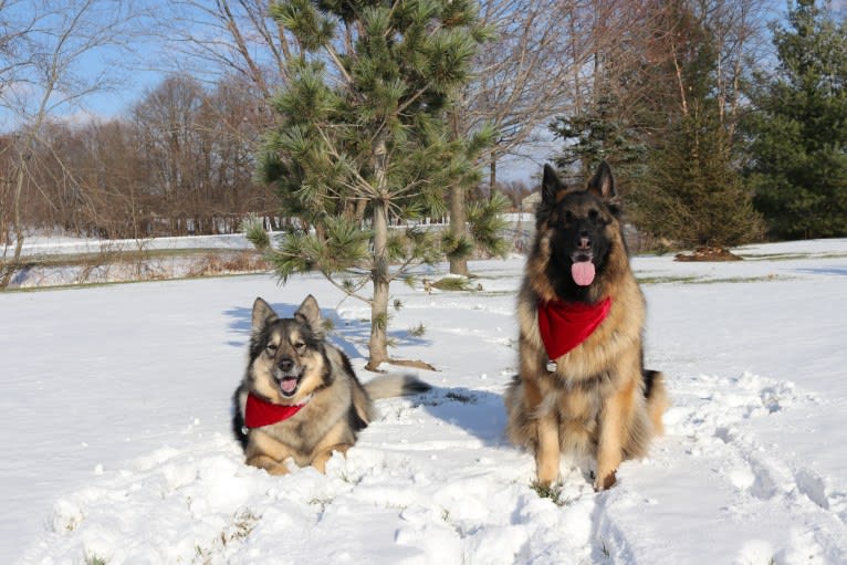 Maya, a German Shepherd Dog tested with EmbarkVet.com