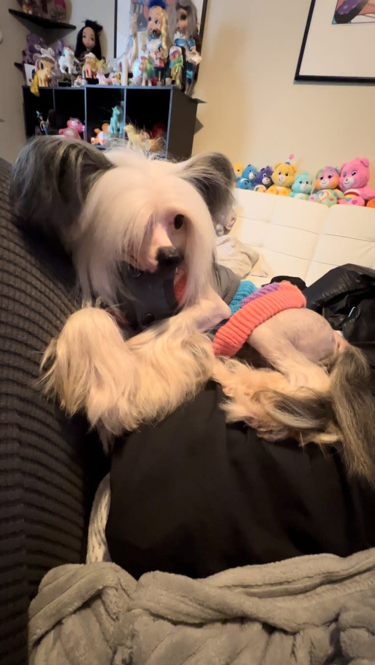 Flower, a Chinese Crested tested with EmbarkVet.com
