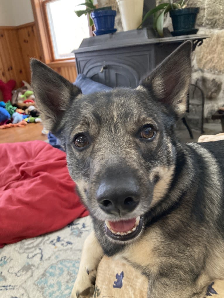 Bowie, a Swedish Vallhund tested with EmbarkVet.com