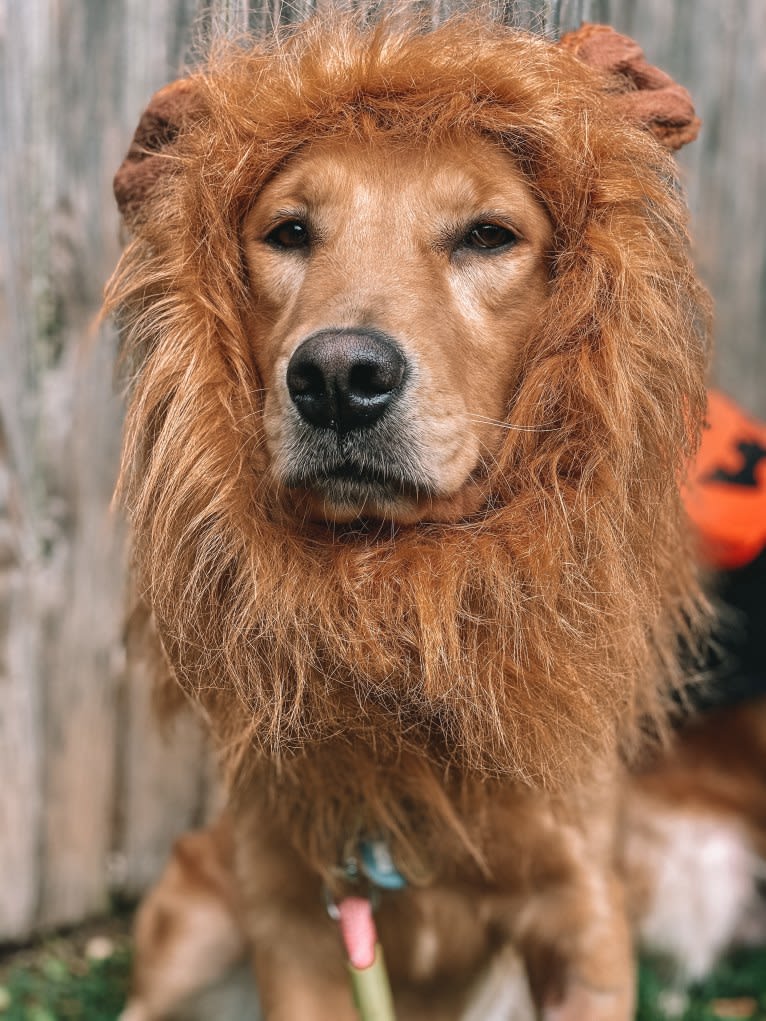 Marley, a Golden Retriever tested with EmbarkVet.com