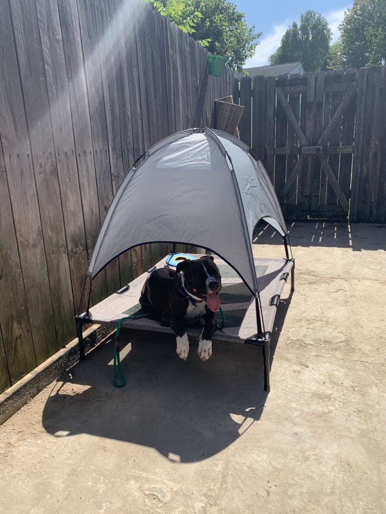 Chidi Buddy, an American Bully tested with EmbarkVet.com