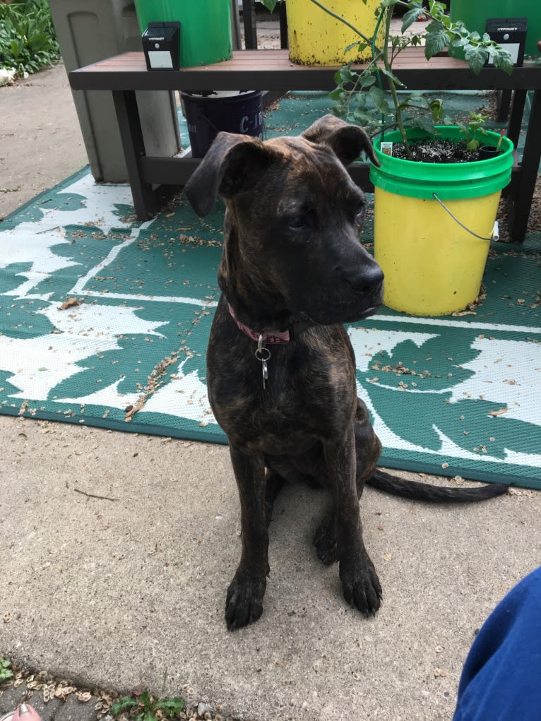 Parker, a Boxer and Chow Chow mix tested with EmbarkVet.com