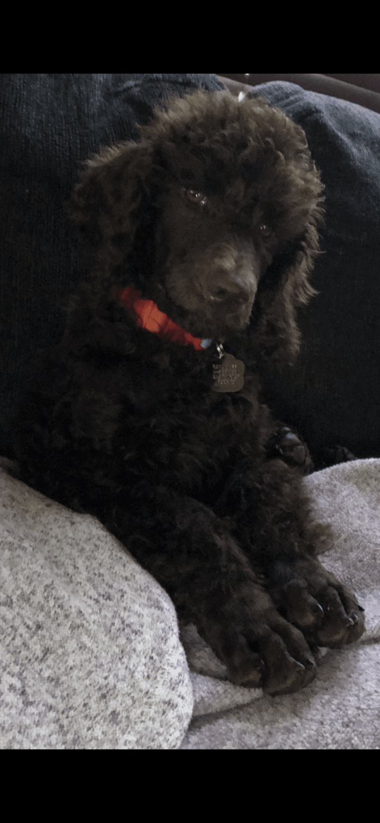 Remy Bass TKN TKI, a Poodle (Standard) tested with EmbarkVet.com