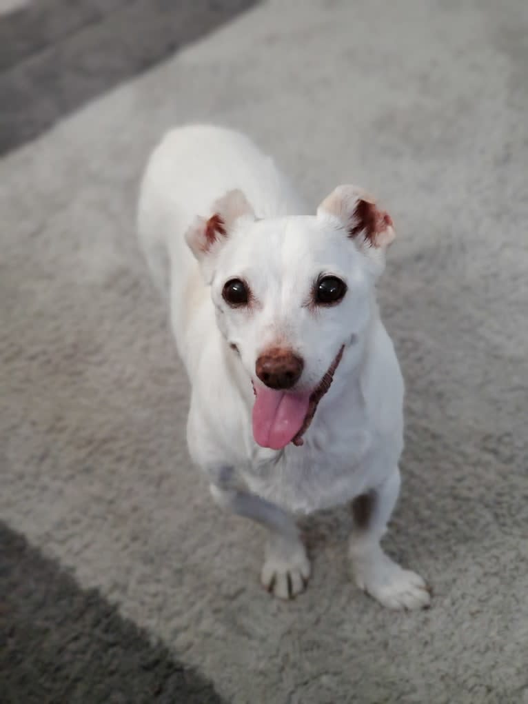 Barry, a Chihuahua and Rat Terrier mix tested with EmbarkVet.com