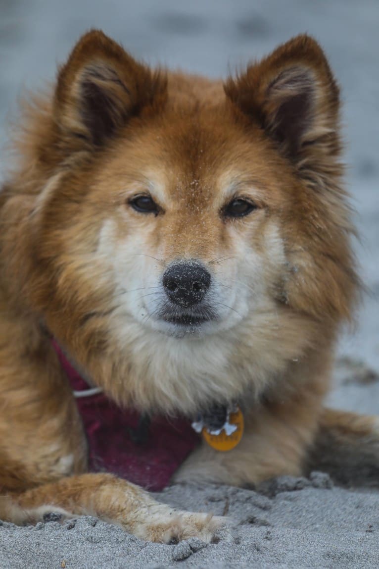 Asmodeus, a Shiba Inu and Shetland Sheepdog mix tested with EmbarkVet.com