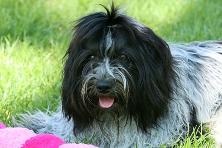 Teddy, a Schapendoes tested with EmbarkVet.com